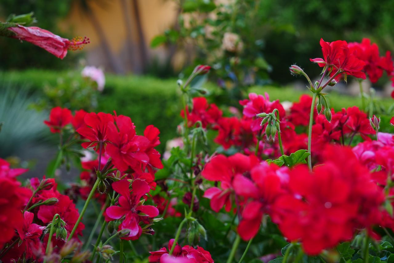 B&B Templi E Arte Villaggio Mose  Luaran gambar